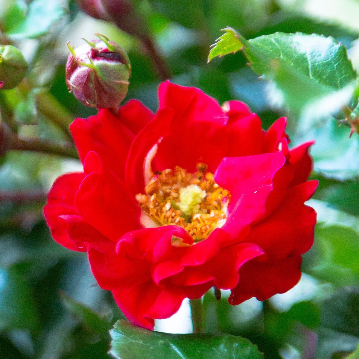 Rosa X Its a Breeze Red Groundcover Rose | SiteOne US