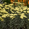 Achillea X Sassy Summer Silver Yarrow