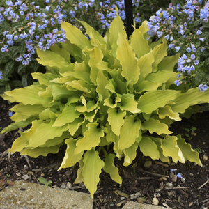 Hosta Time in a Bottle Plantain Lily