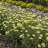 Achillea X Sassy Summer Silver Yarrow