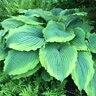 Hosta Spartacus Plantain Lily