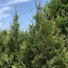 Thuja Plicata Emerald Teardrop Arborvitae