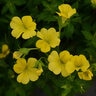 Mecardonia Hybrida Little Sunshine Axilflower