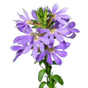 Scaevola Aemula Surdiva Sky Blue Fan Flower