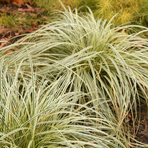 Carex Oshimensis Feather Falls Japanese Sedge