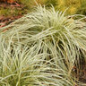 Carex Oshimensis Feather Falls Japanese Sedge