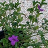 Barleria Repens Coral Creeper