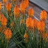 Kniphofia X Poco Orange Dwarf Red Hot Poker