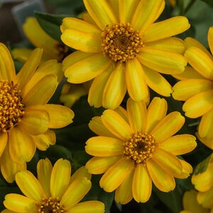 Zinnia X Hybrida Profusion Yellow Zinnia
