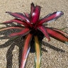 Neoregelia X Margaret Bromeliad