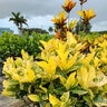 Codiaeum Variegatum Yellow Petra Croton