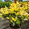 Codiaeum Variegatum Yellow Petra Croton