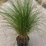 Pennisetum Setaceum Alba White Fountain Grass