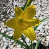 Hemerocallis X Yangtze Daylily