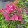 Bougainvillea X Vera Pink Bougainvillea