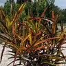 Codiaeum Variegatum Zanzibar Croton