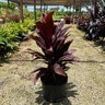 Cordyline Fruticosa Auntie Lou Ti Plant
