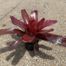 Neoregelia X Avalon Bromeliad