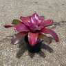 Neoregelia X Tatiana Bromeliad