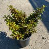 Coprosma Repens Evening Glow Mirror Plant