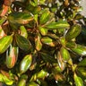 Coprosma Repens Evening Glow Mirror Plant