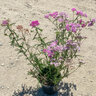 Achillea Millefolium Island Pink Yarrow