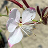 Gaura Lindheimeri Rosy Jane Gaura