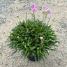 Armeria Pseudarmeria Dreameria Sweet Dreams Great Thrift 1 gal. Container