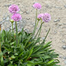 Armeria Pseudarmeria Dreameria Sweet Dreams Great Thrift 1 gal. Container