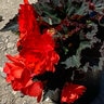 Begonia Encore Wax Begonia
