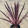Cordyline Australis Dance Paso Doble Dracaena