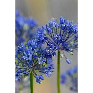 Allium Bulb Miniature Azureum Ornamental Onion