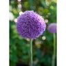 Allium Bulb Giganteum Ornamental Onion
