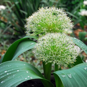 Allium Bulb Karatavinese Ivory Queen Ornamental Onion Each