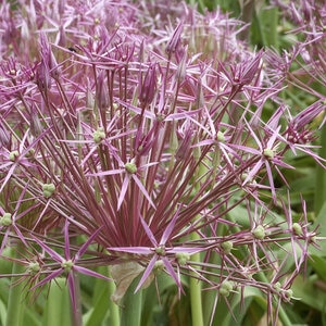 Allium Bulb Giganteum Christophii Ornamental Onion
