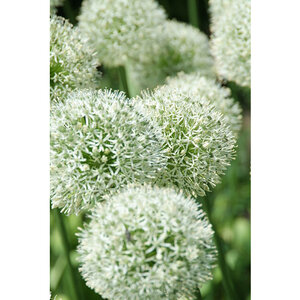 Allium Bulb Giganteum Mont Blanc Ornamental Onion