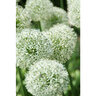 Allium Bulb Giganteum Mont Blanc Ornamental Onion