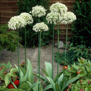 Allium Bulb Multibubosum Nigrum Ornamental Onion