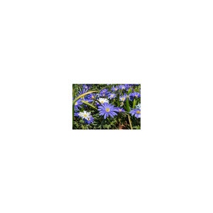 Anemone Bulb Grecian Blanda Mixture Windflower