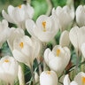 Crocus Bulb Vernus Peter Pan Large Flowering Crocus
