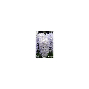 Hyacinthus Bulb Orientalis Blue Eyes Hyacinth Each