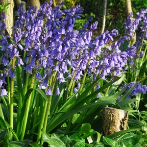 Hyacinthoides Bulb Hispanica Spanish Bluebells
