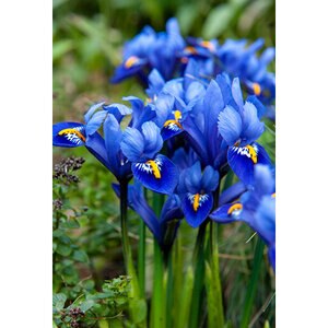 Iris Bulb Reticulata Harmony Dwarf Iris