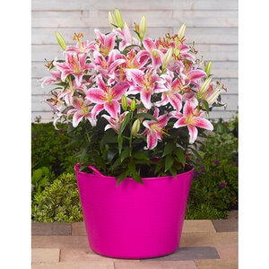 Lilium Bulb Asiatic Stargazer Lily