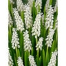 Muscari Bulb Botryoides Album Grape Hyacinth
