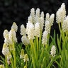 Muscari Bulb Botryoides Album Grape Hyacinth
