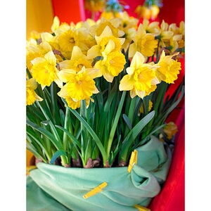 Narcissus Bulb Large Cup Camelot Daffodil Each