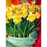 Narcissus Bulb Large Cup Camelot Daffodil