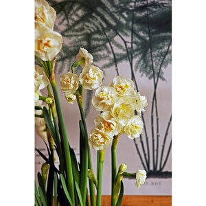 Narcissus Bulb Double Delnashaugh Daffodil