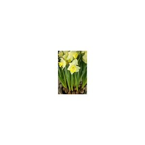 Narcissus Bulb Miniature Intrigue Rockgarden Daffodil Each